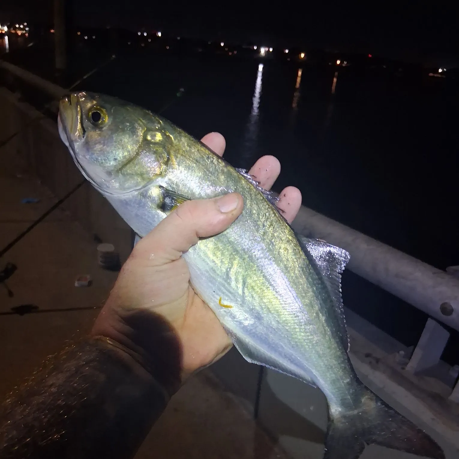 Bluefish caught on Fishbrain