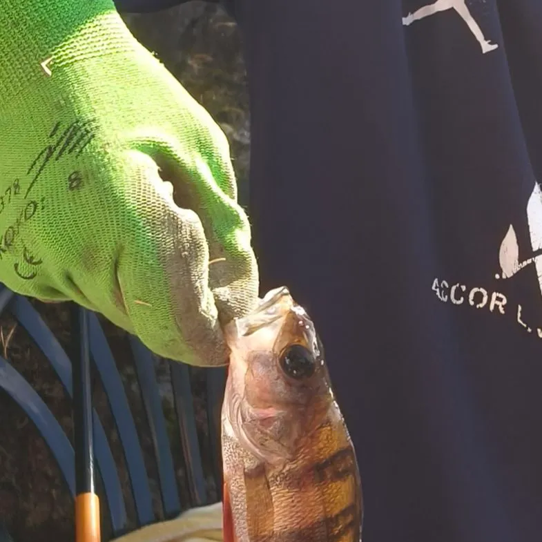 European perch caught on Fishbrain