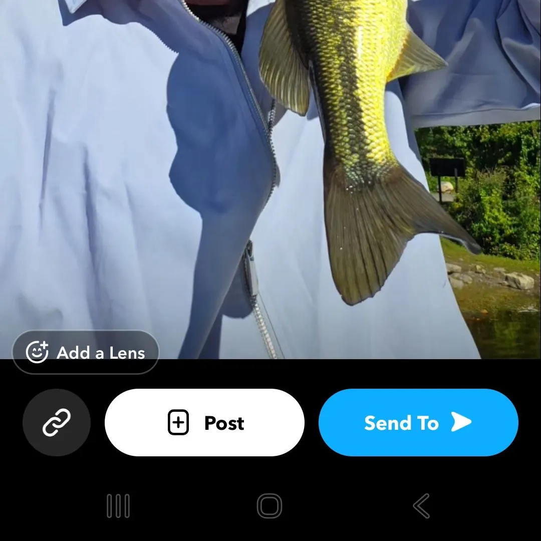 Largemouth bass caught on Fishbrain