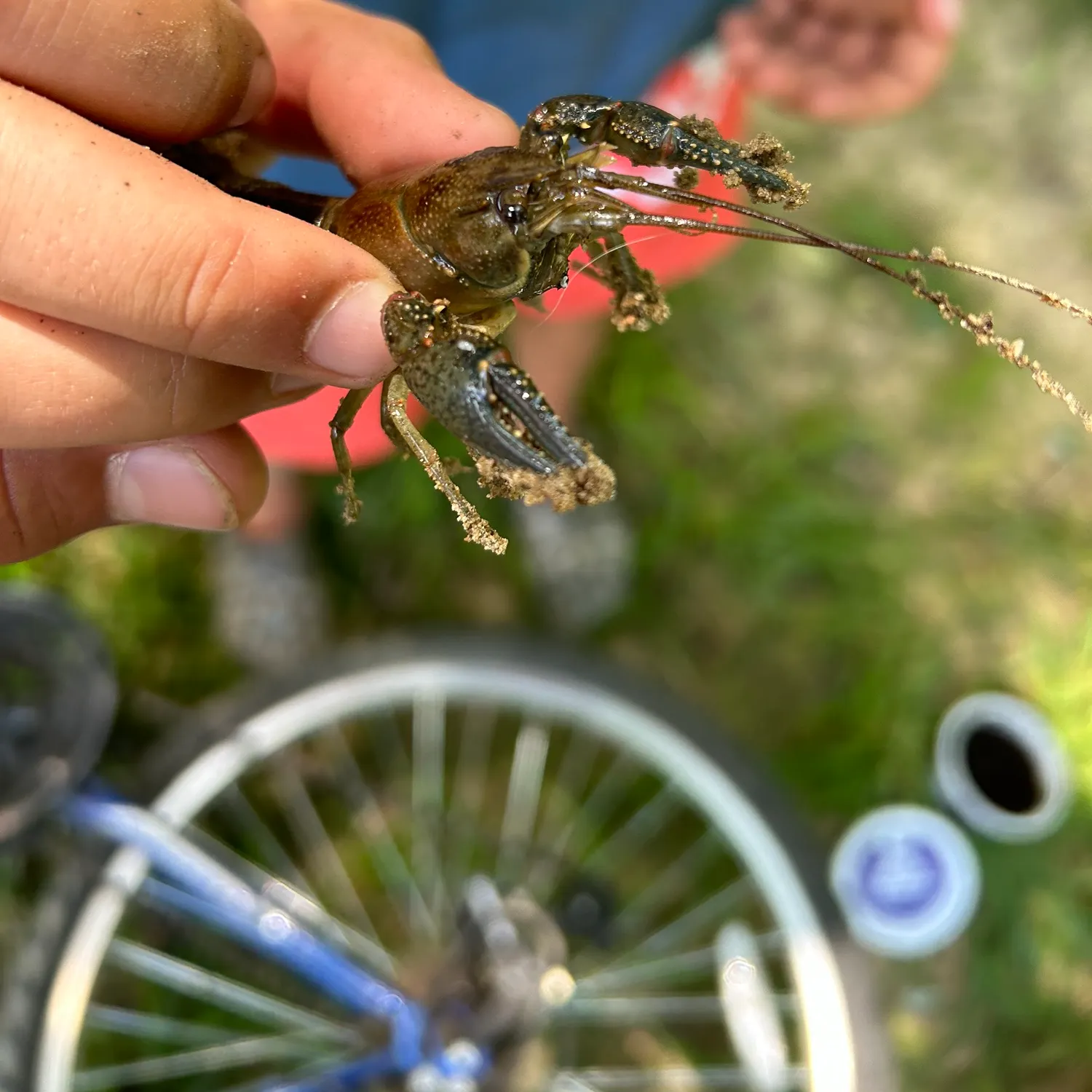 The most recent Northern clearwater crayfish catches on Fishbrain