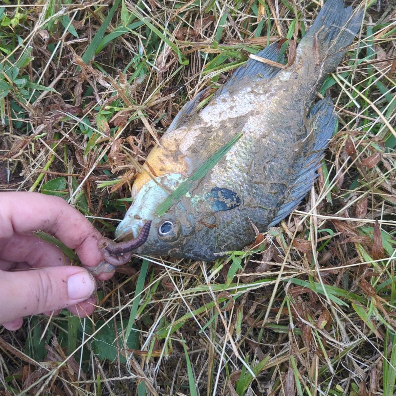 Greengill hybrid caught on Fishbrain