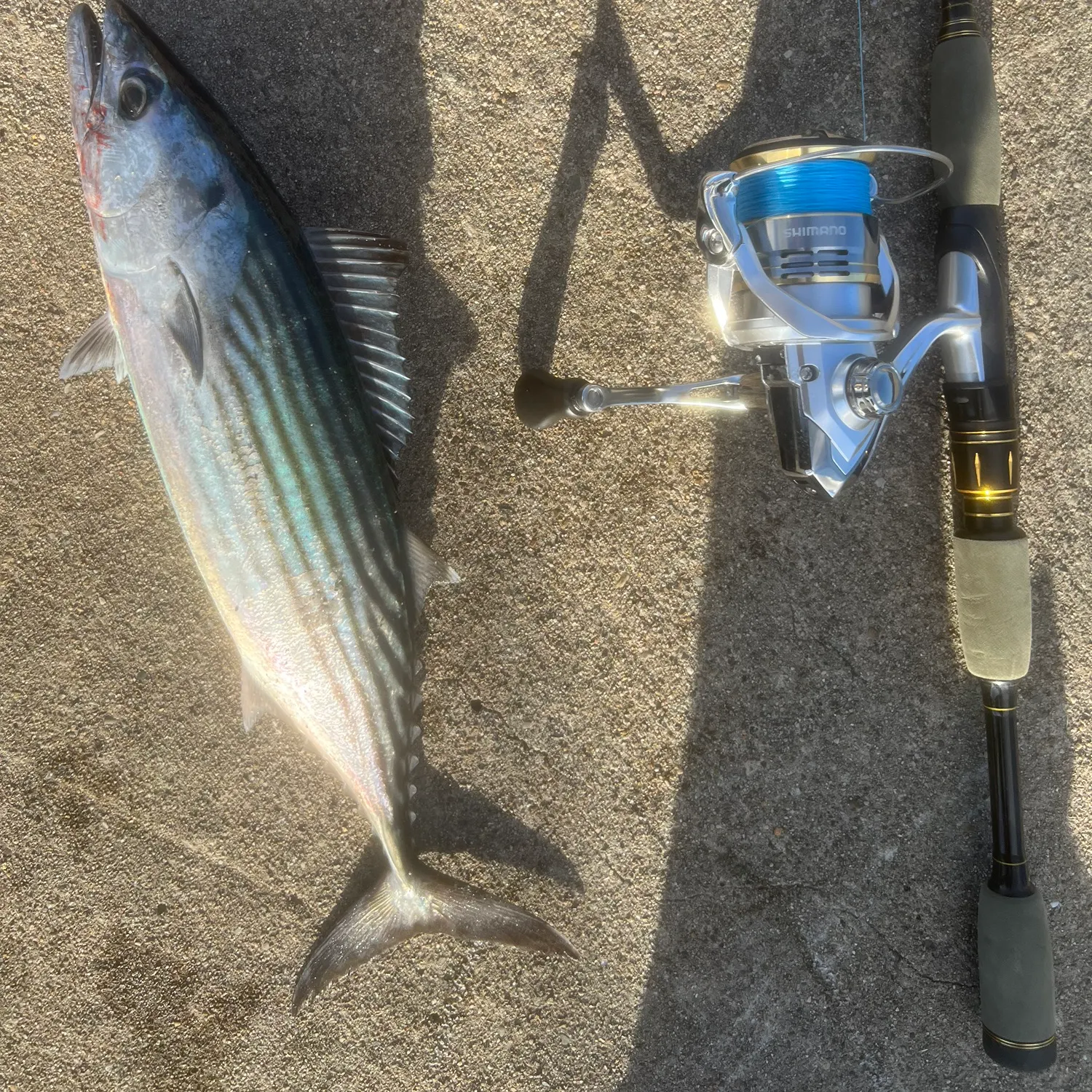 The most recent Australian bonito catches on Fishbrain