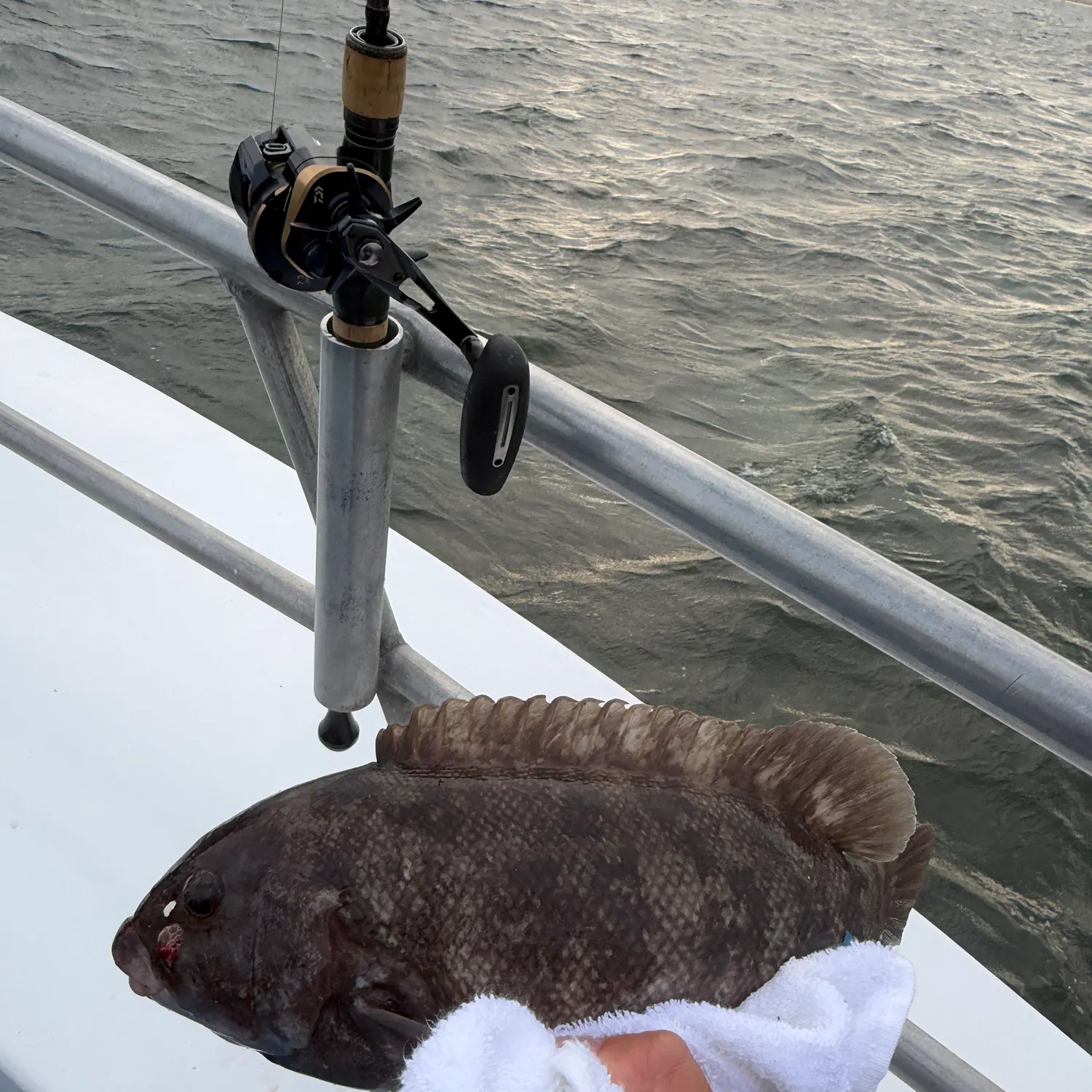Tautog caught on Fishbrain