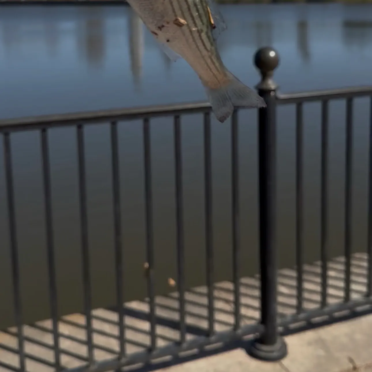 Striped bass caught on Fishbrain