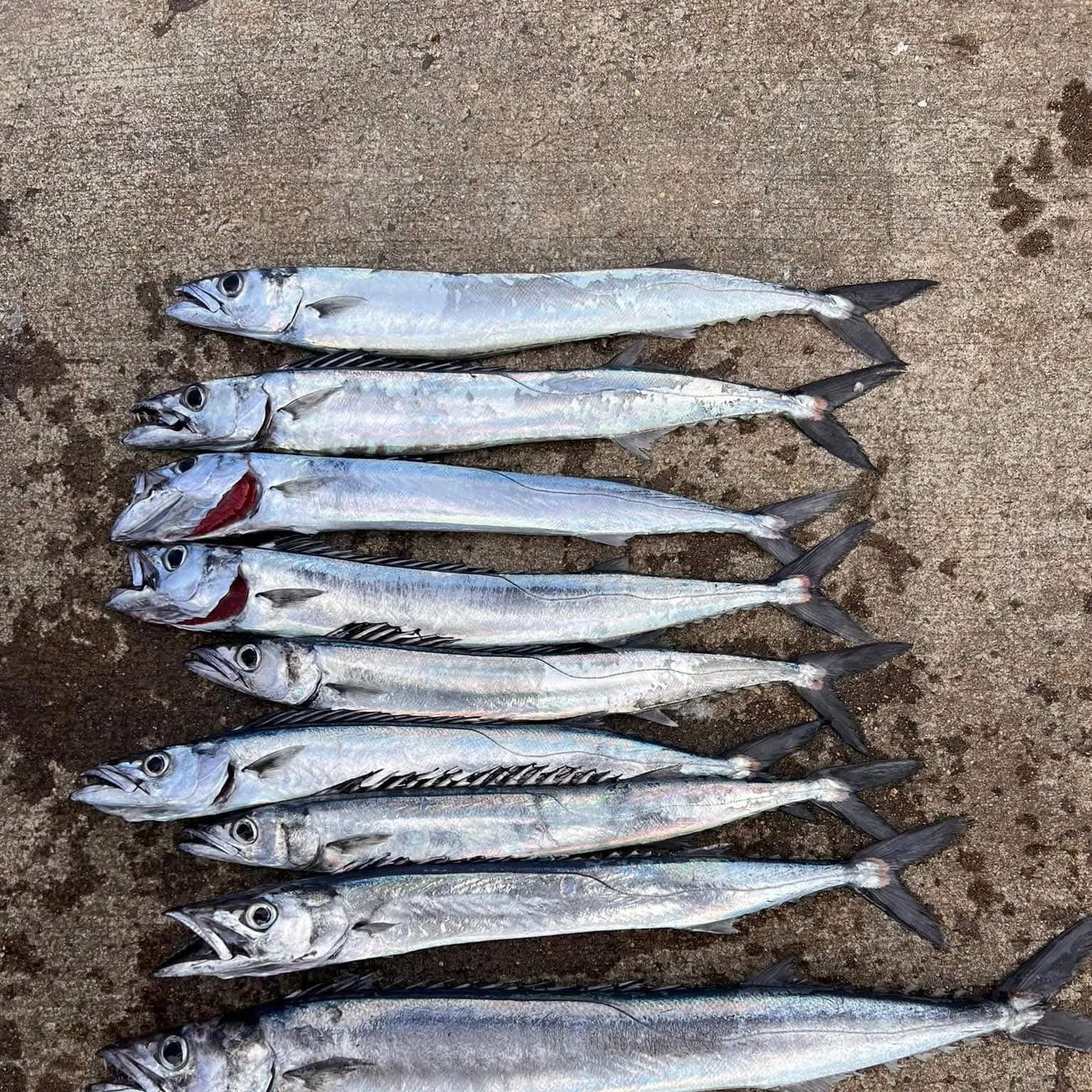 The most recent Snoek catches on Fishbrain