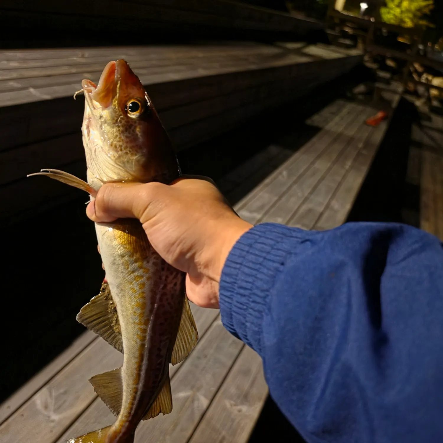 Atlantic cod caught on Fishbrain