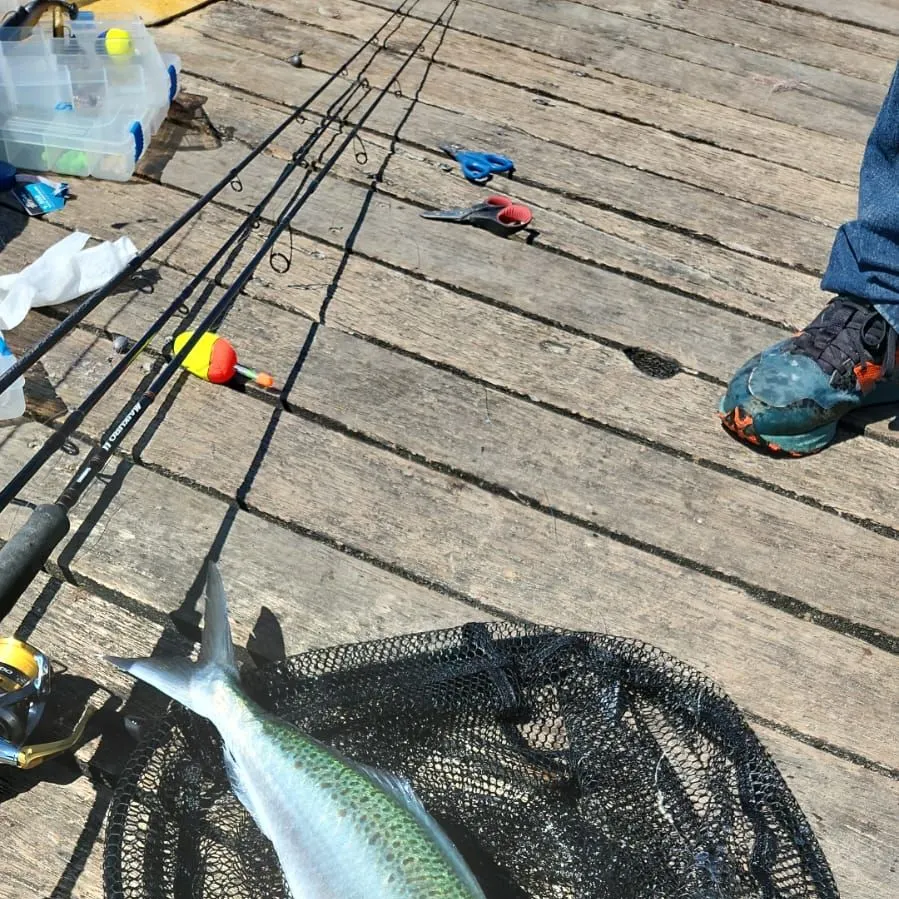 The most recent Eastern Australian salmon catches on Fishbrain