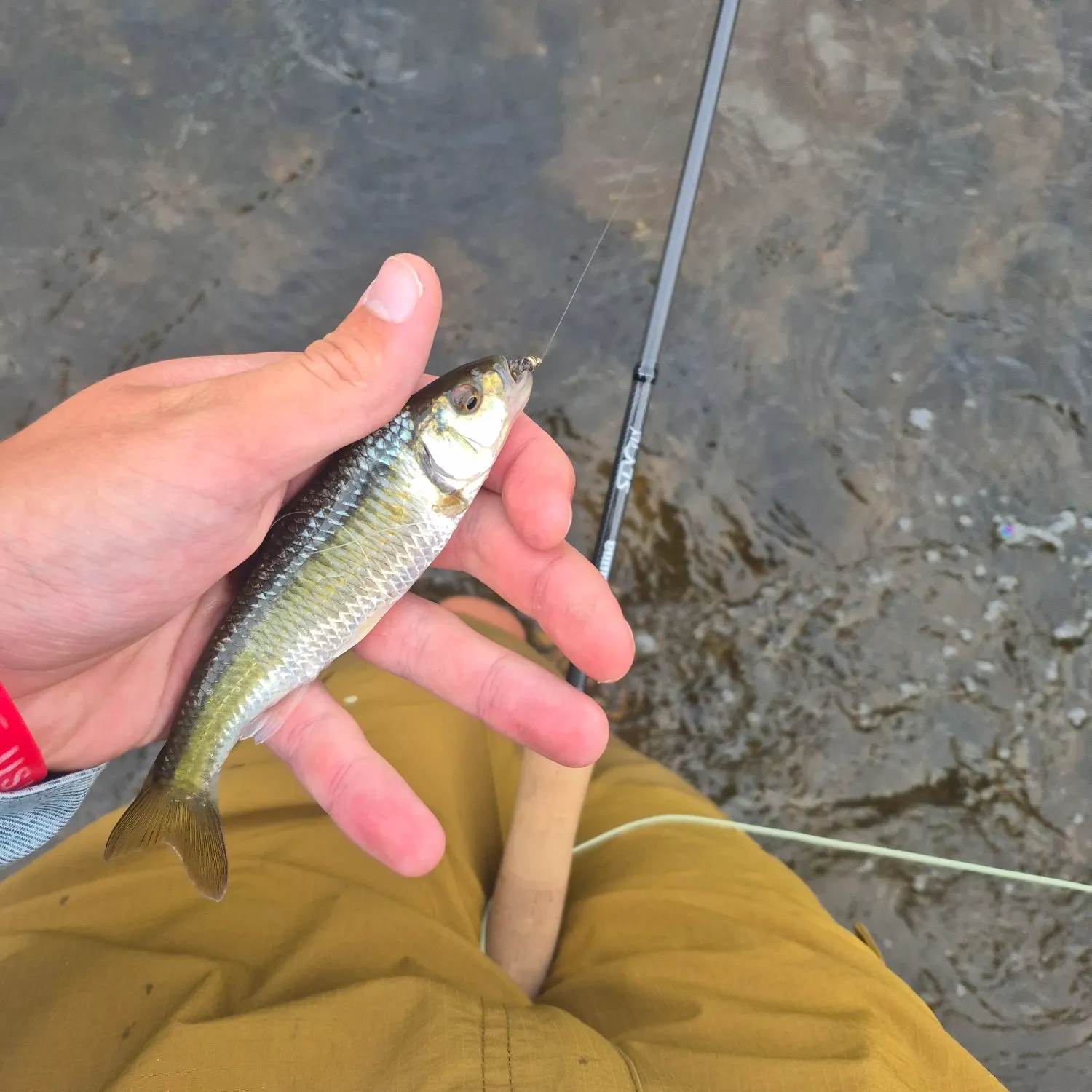 Striped shiner caught on Fishbrain