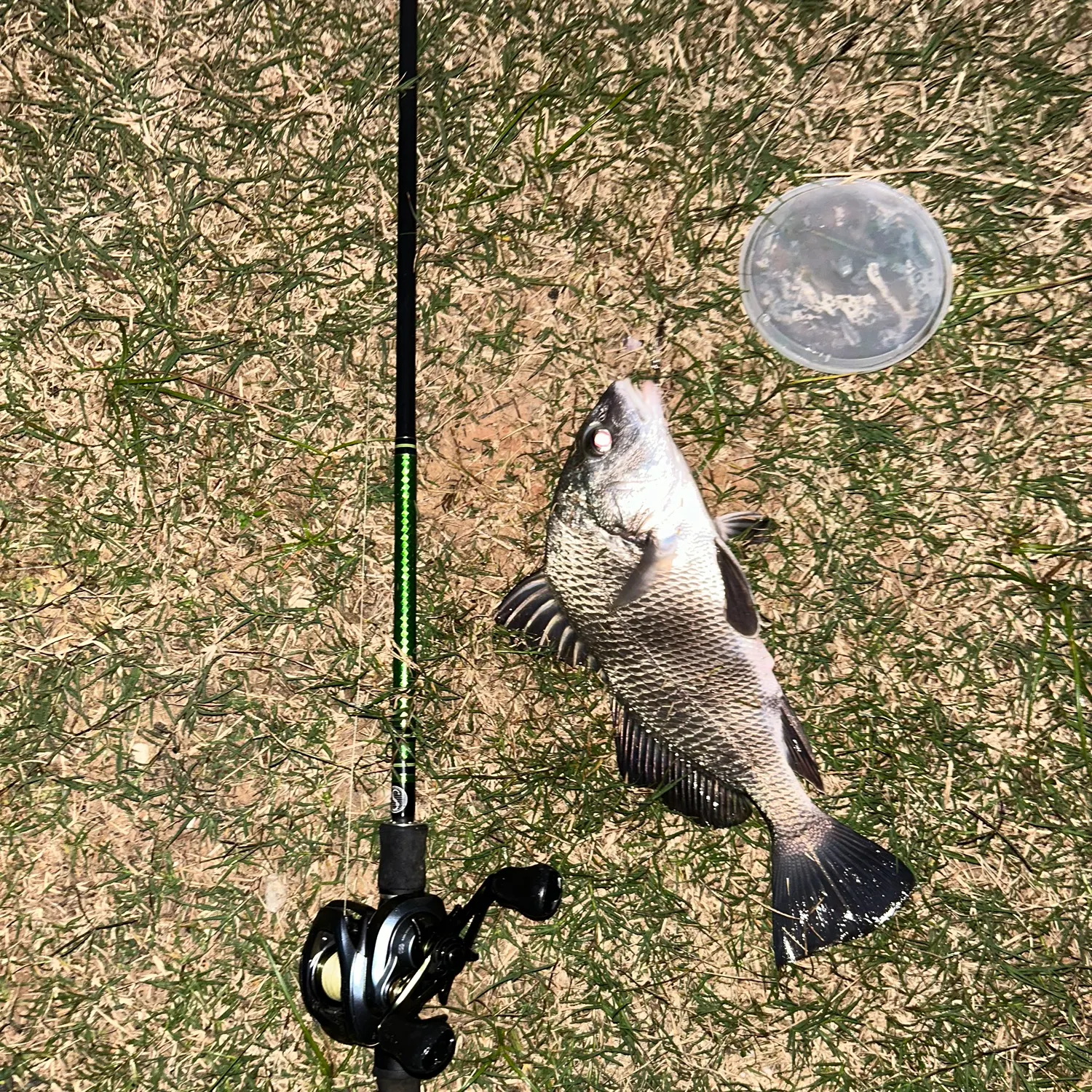 The most recent Black drum catches on Fishbrain