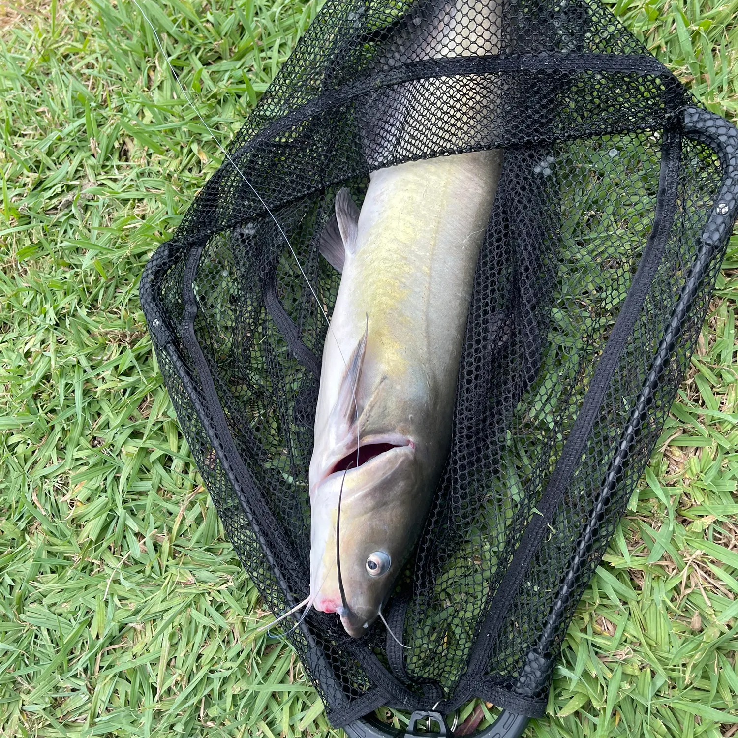 Channel catfish caught on Fishbrain