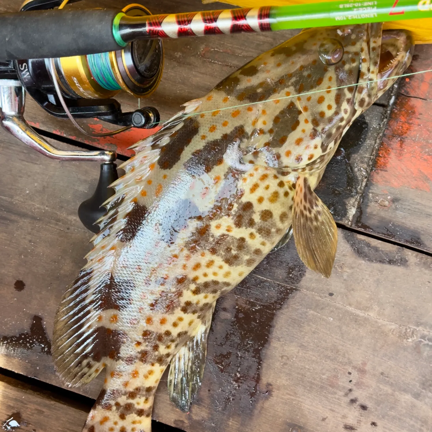 The most popular recent Greasy grouper catch on Fishbrain