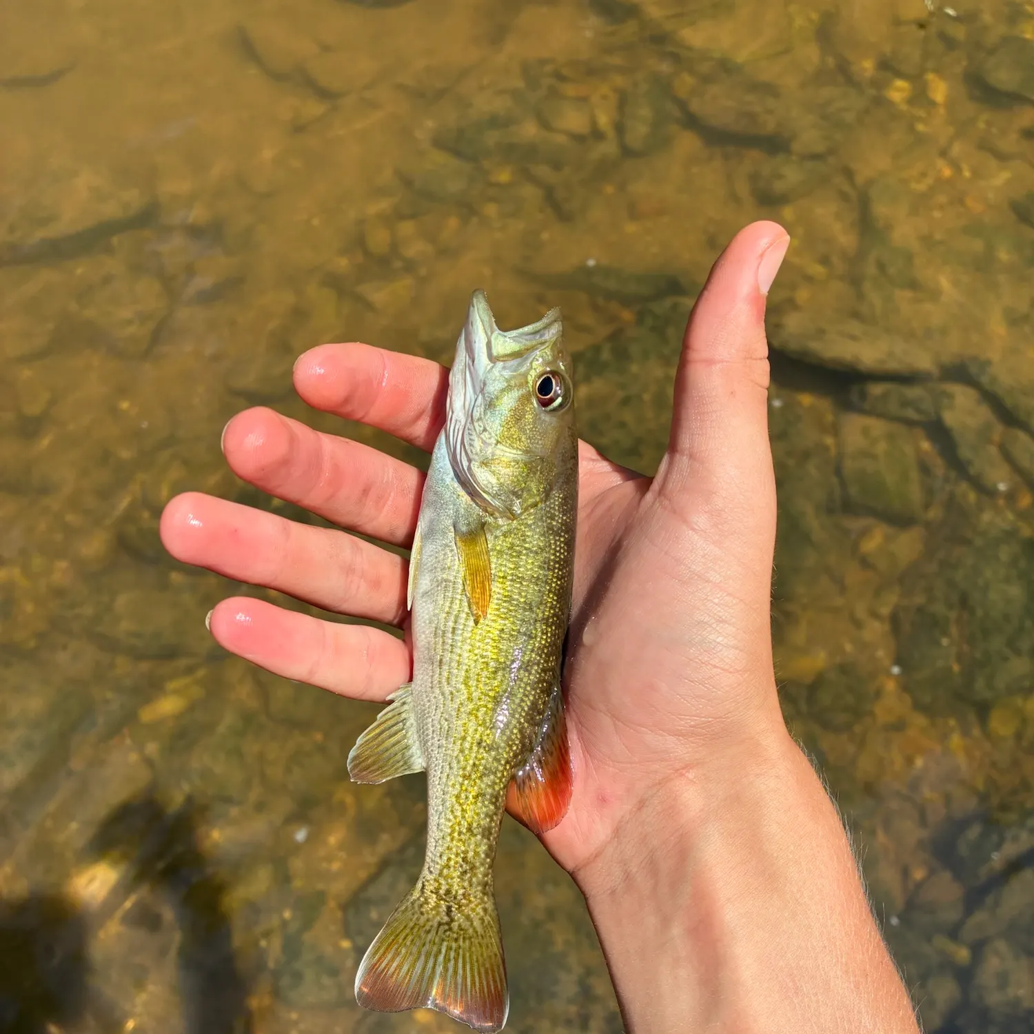 Redeye bass caught on Fishbrain