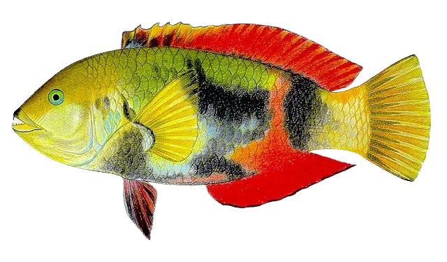 Crimsonband wrasse