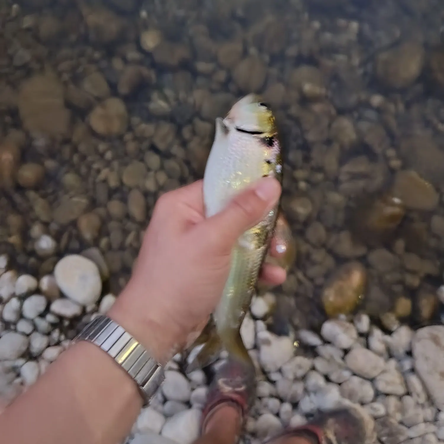 Twait shad caught on Fishbrain