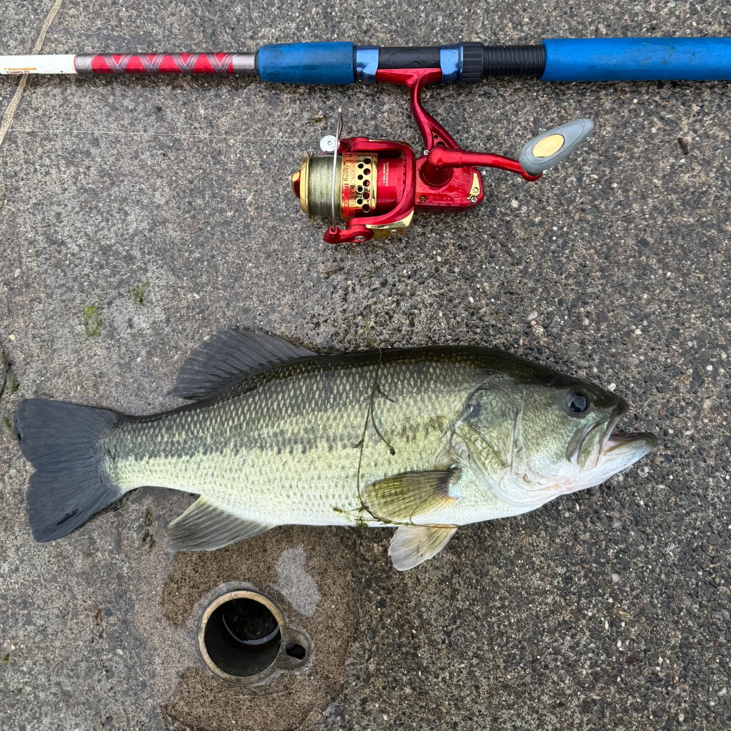 Largemouth bass caught on Fishbrain