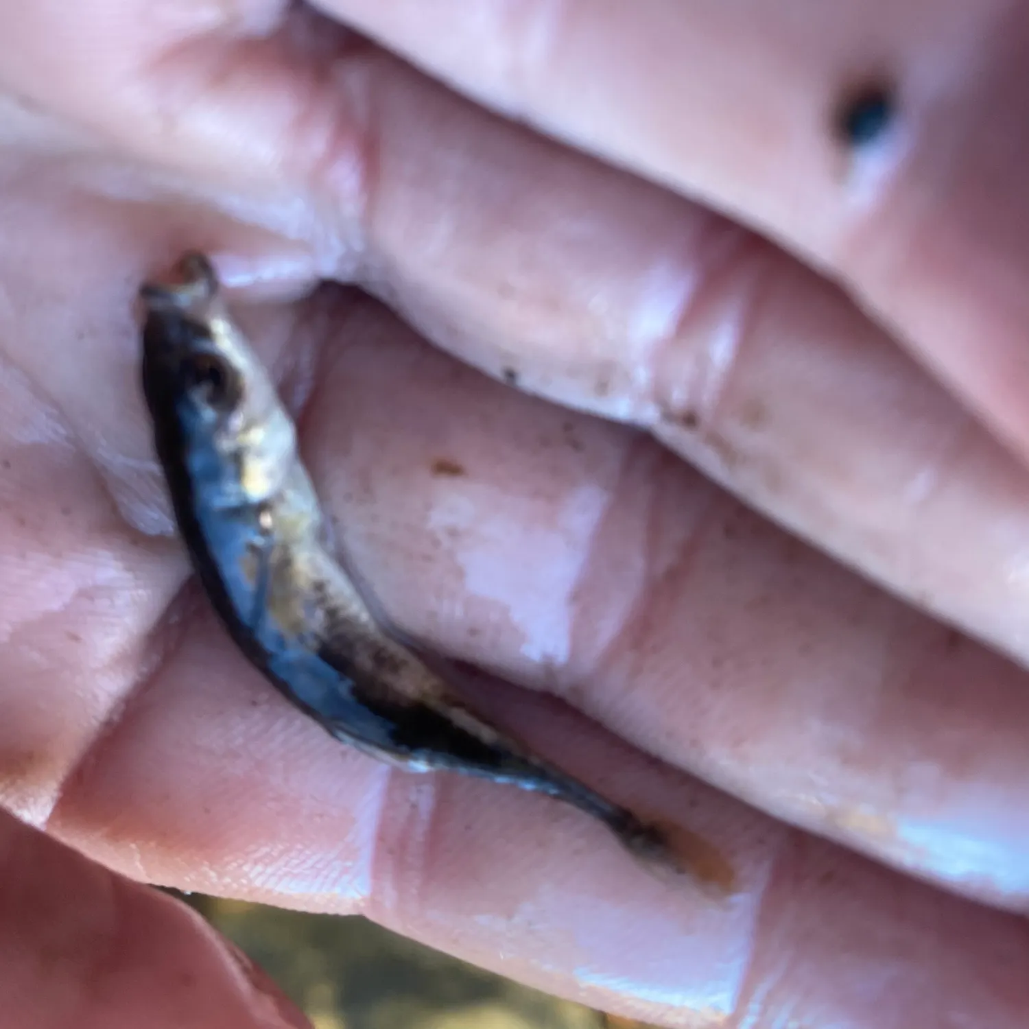 Ninespine stickleback caught on Fishbrain