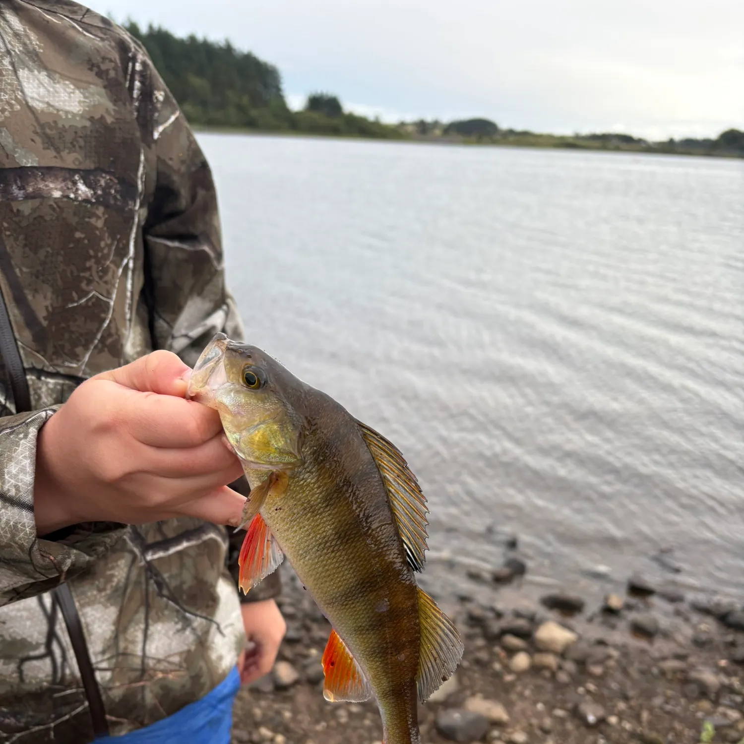 European perch caught on Fishbrain