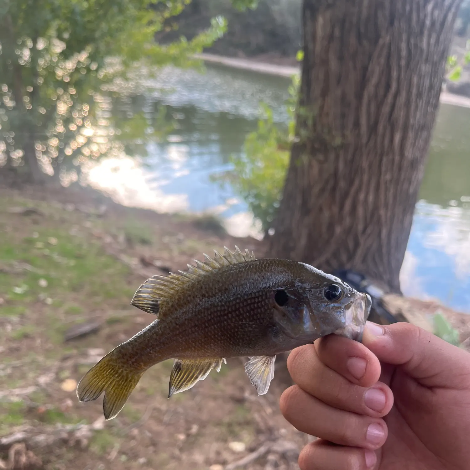Bluegill caught on Fishbrain