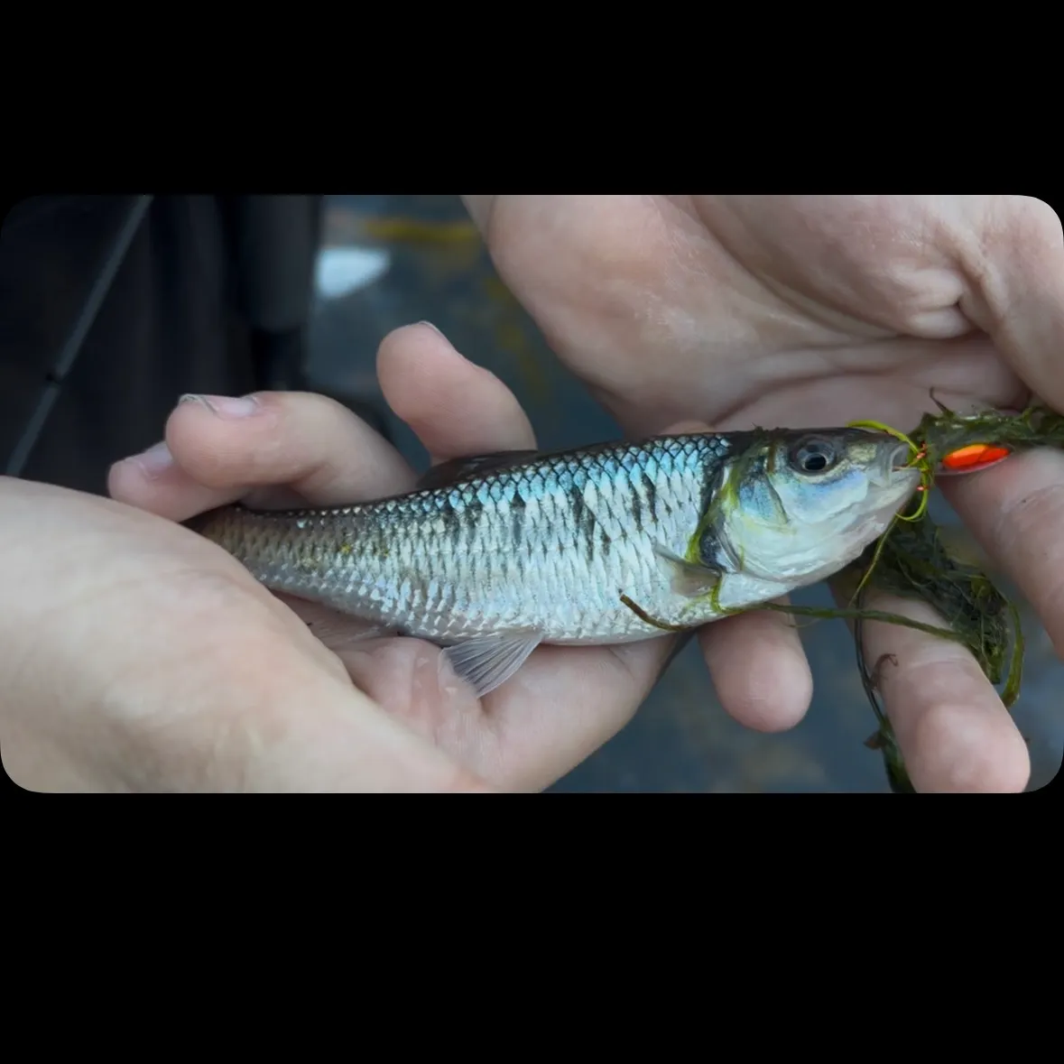 Common shiner caught on Fishbrain