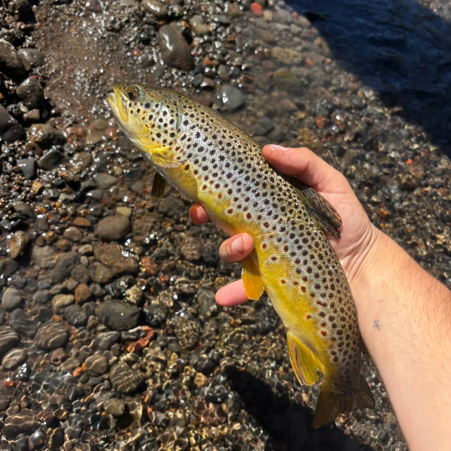Brown trout caught on Fishbrain