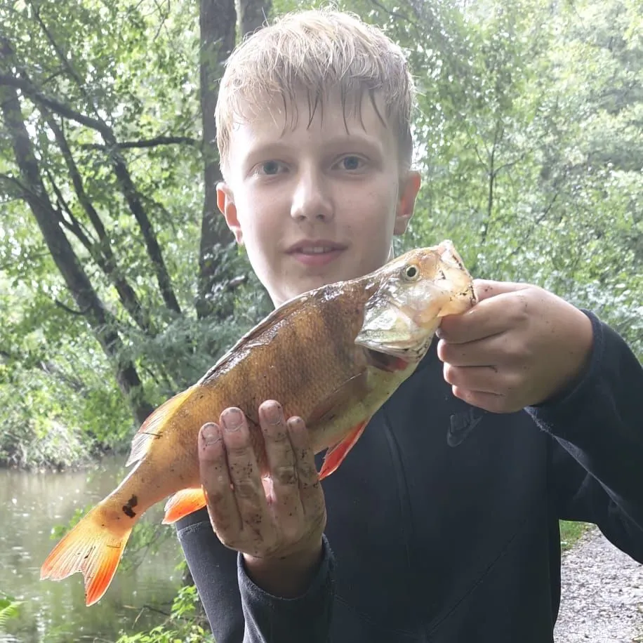 European perch caught on Fishbrain