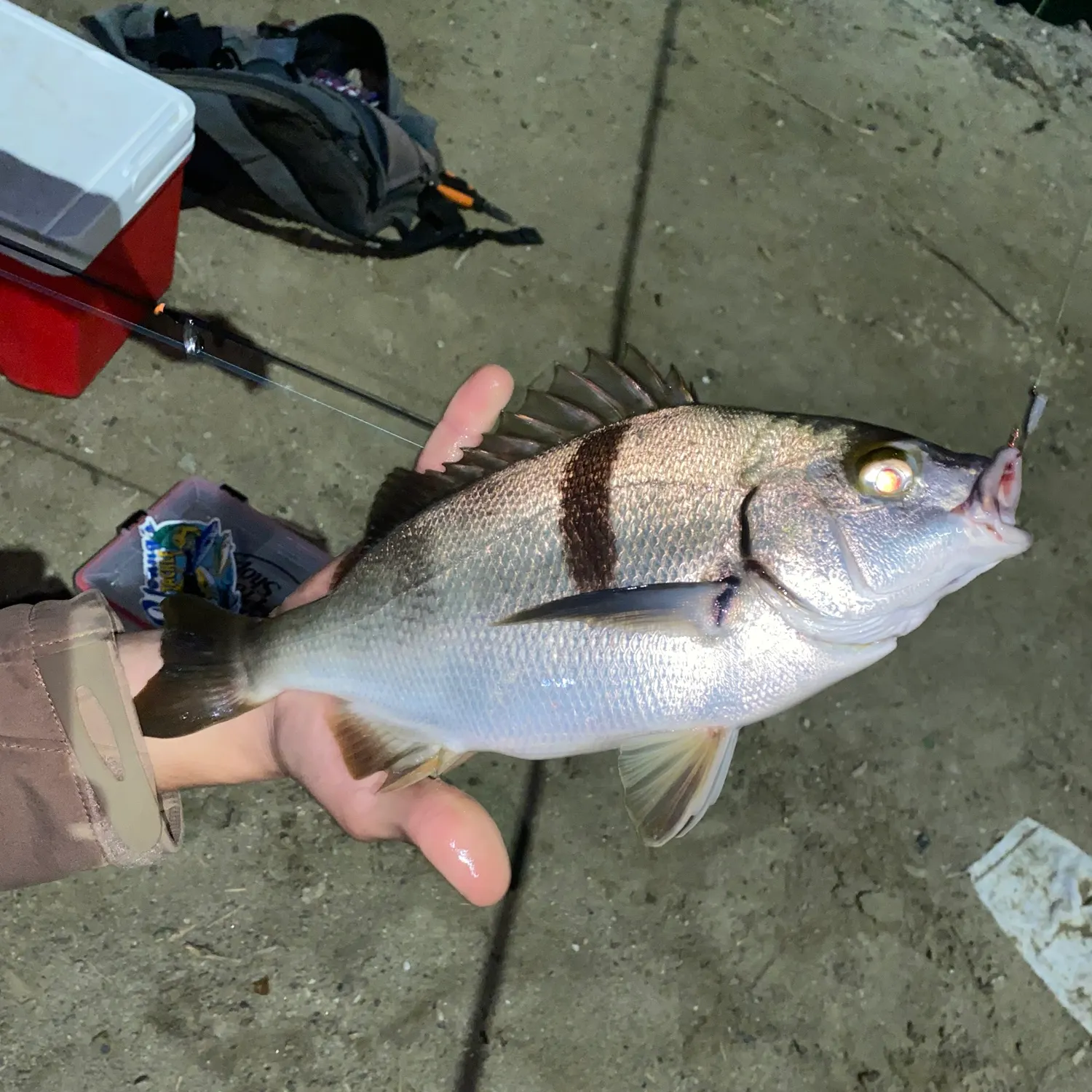 The most recent Sargo catches on Fishbrain