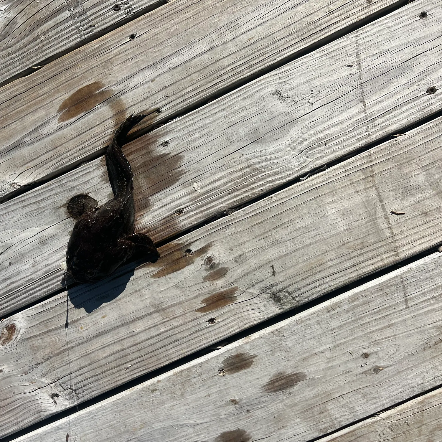 The most recent Boulenger's toadfish catches on Fishbrain