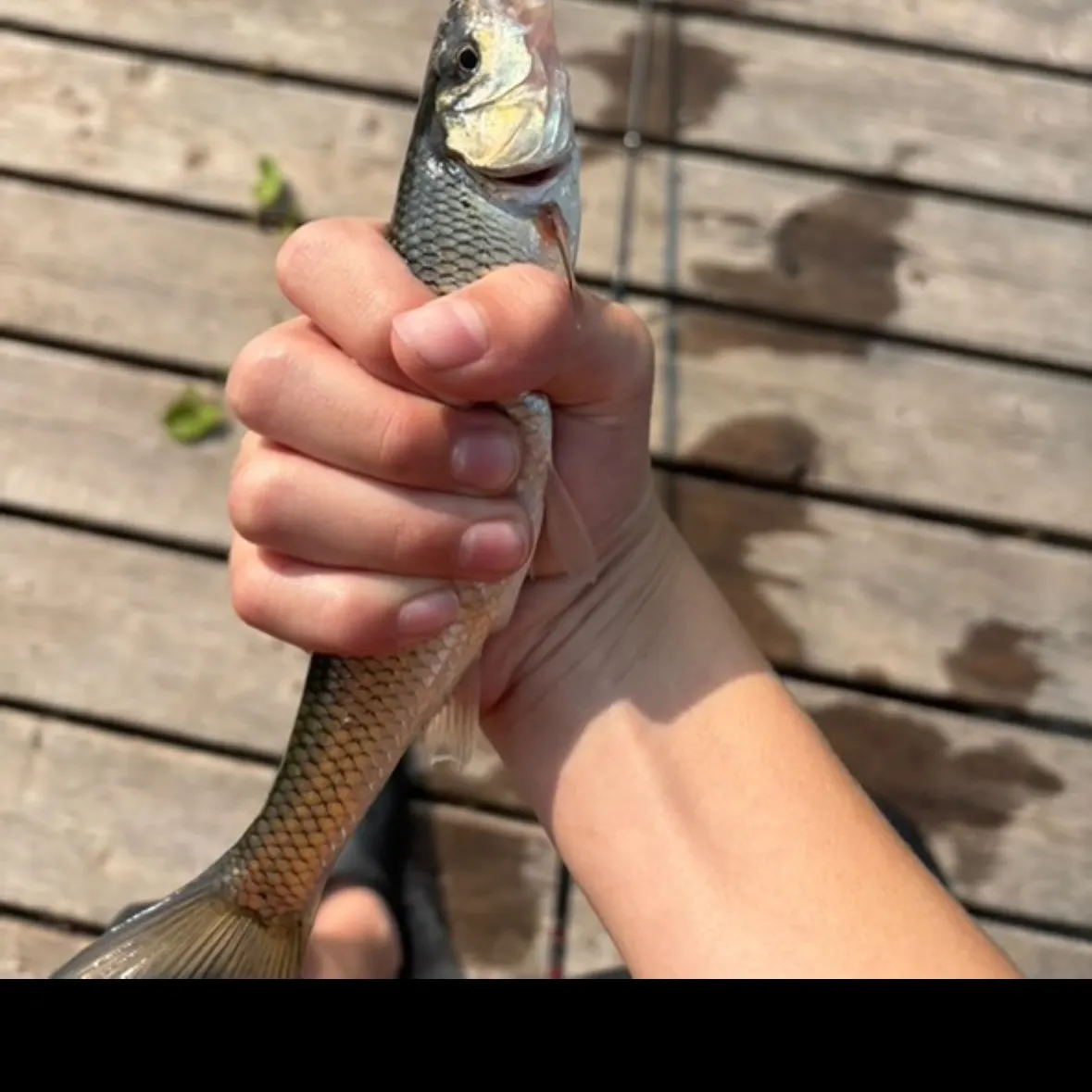 The most recent Golden shiner catches on Fishbrain