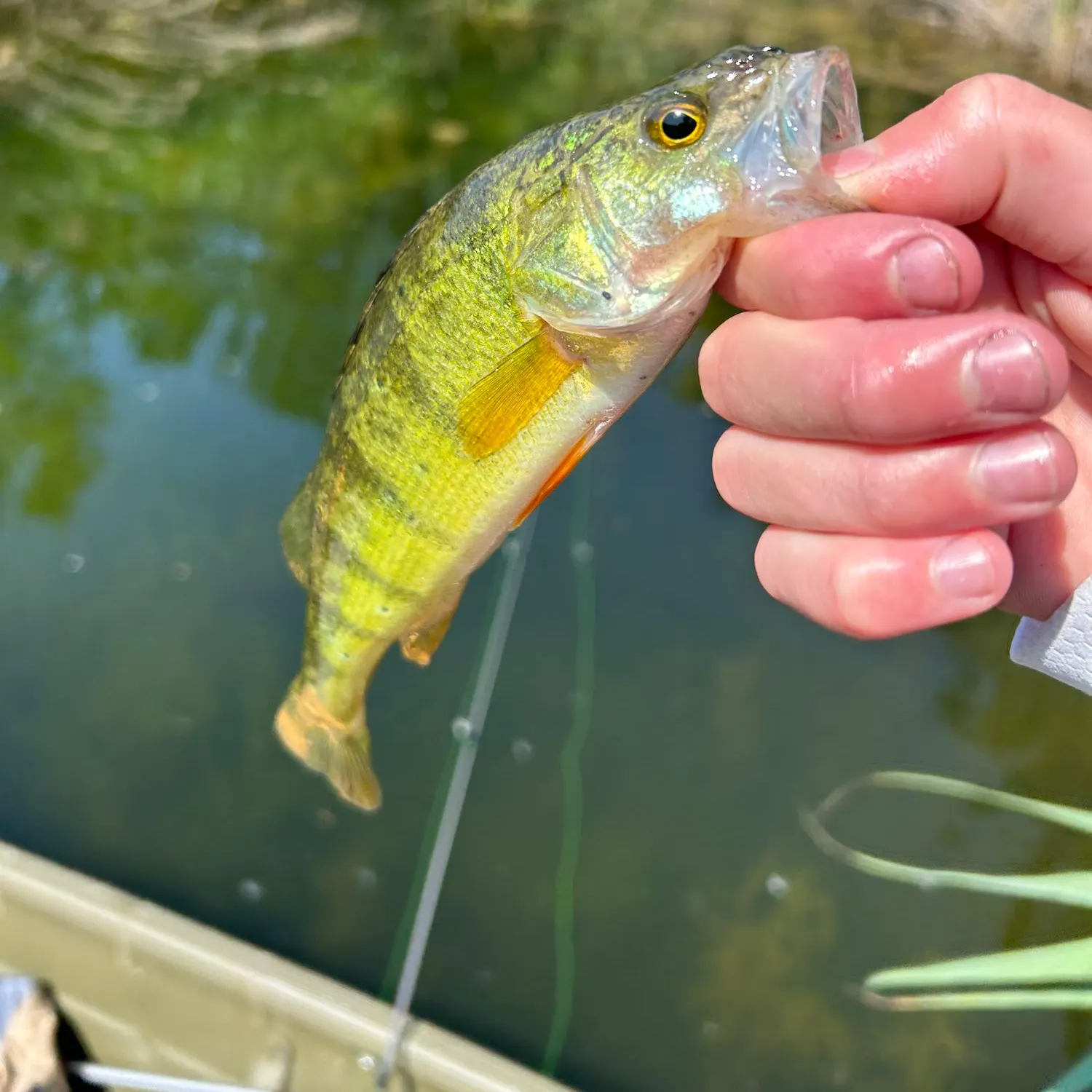 Yellow perch caught on Fishbrain