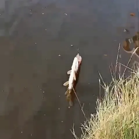 Fish caught on Fishbrain