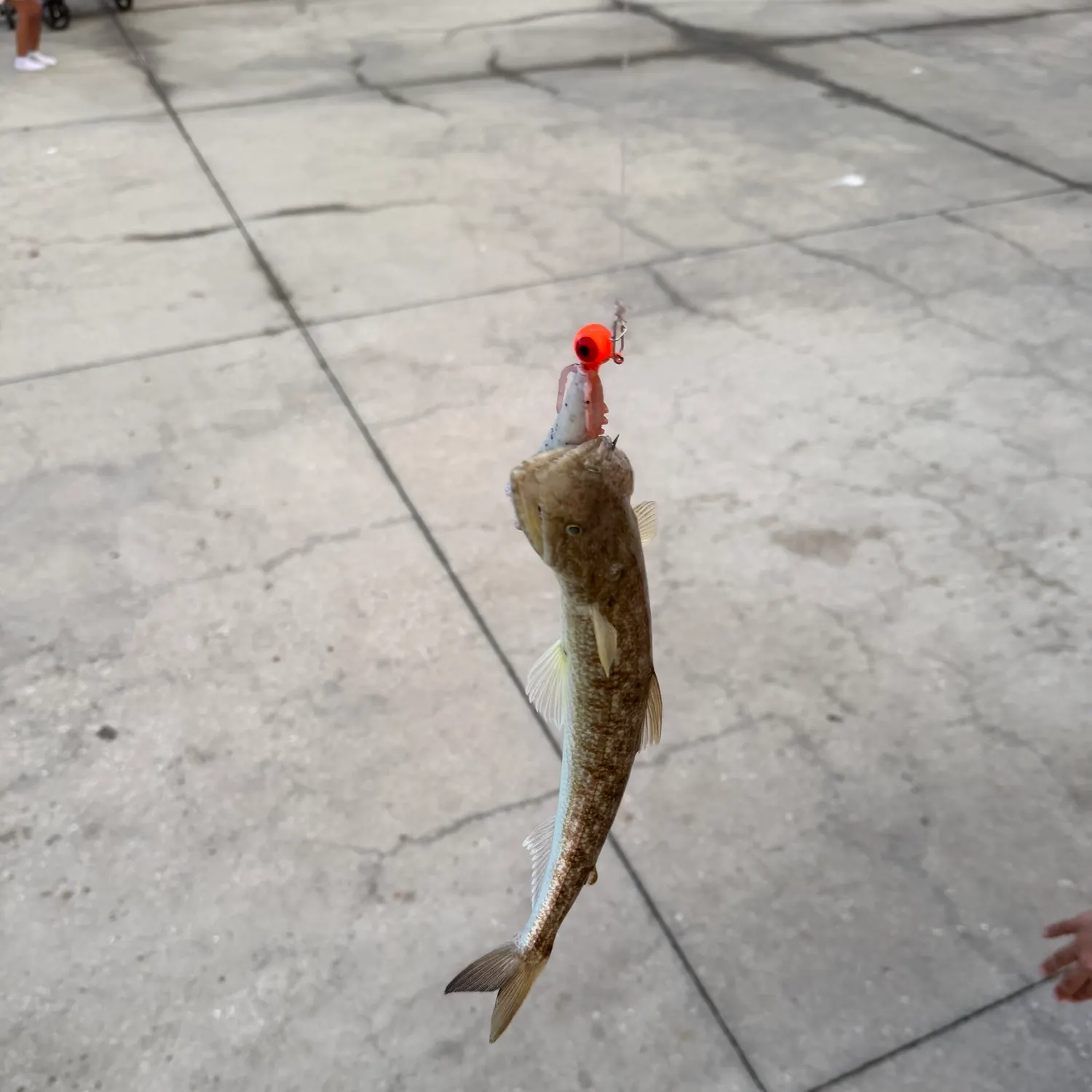 Inshore lizardfish caught on Fishbrain