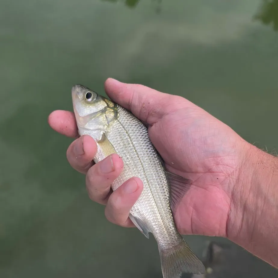 White perch caught on Fishbrain