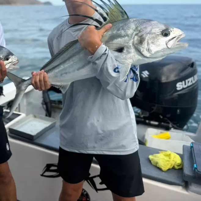 The most recent Roosterfish catches on Fishbrain