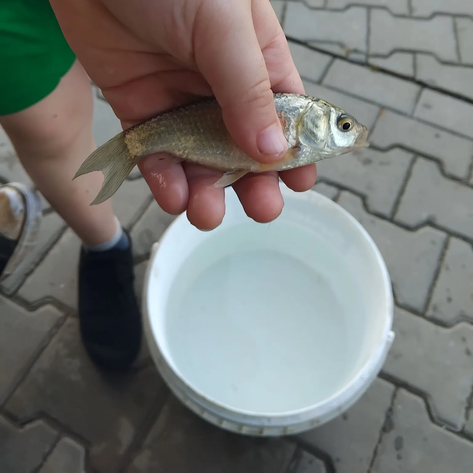 The most recent Yellow-eye mullet catches on Fishbrain