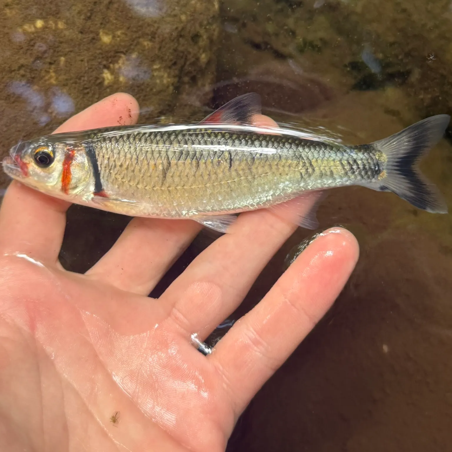 The most recent Warpaint shiner catches on Fishbrain