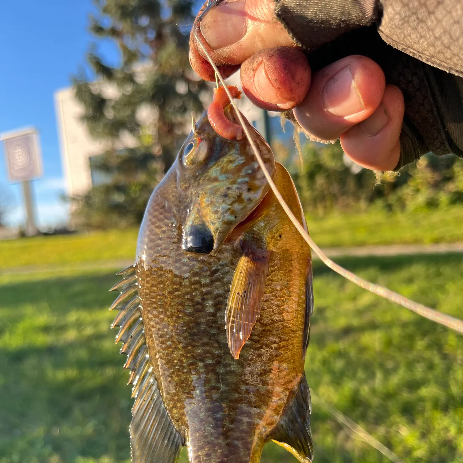 catch