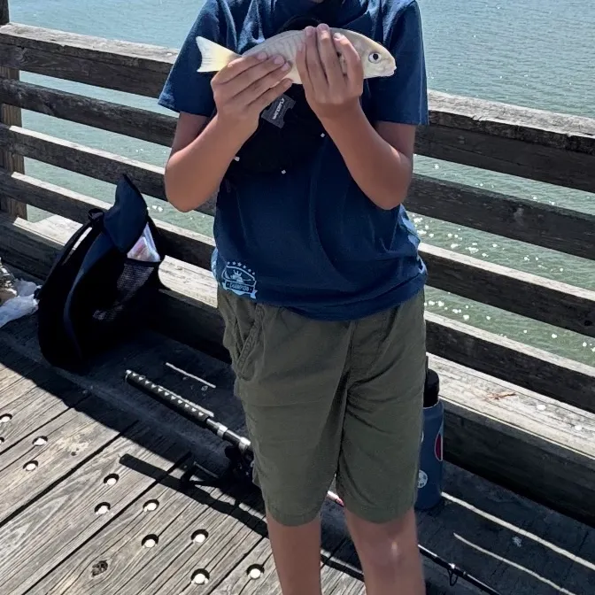 Spot croaker caught on Fishbrain
