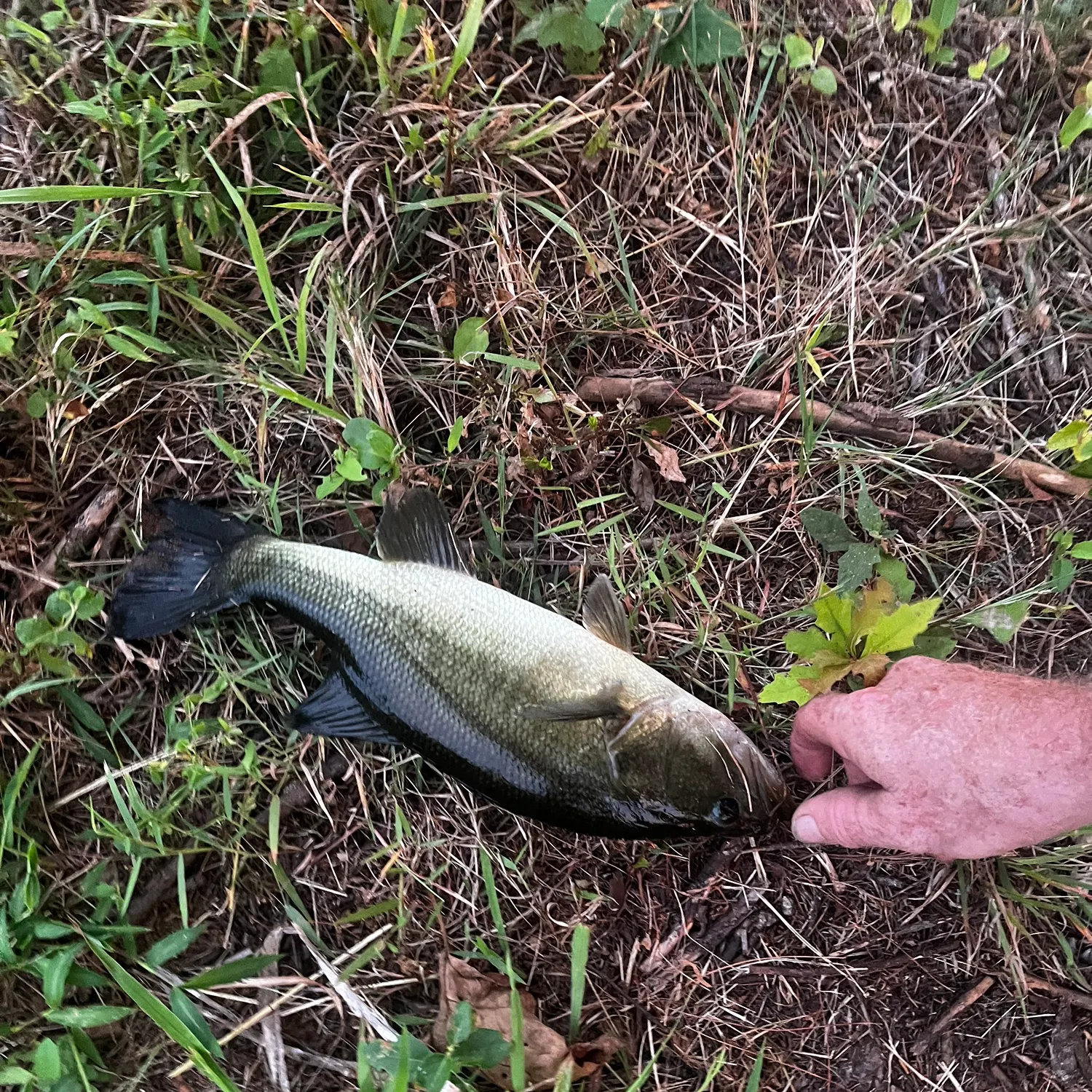 Fish caught on Fishbrain
