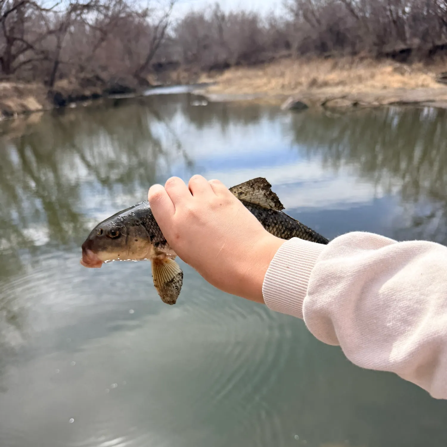 The most recent Northern hogsucker catches on Fishbrain