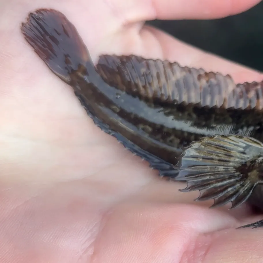 The most recent Bay blenny catches on Fishbrain