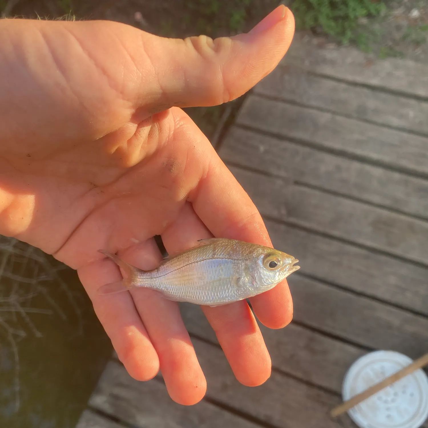 Scup caught on Fishbrain