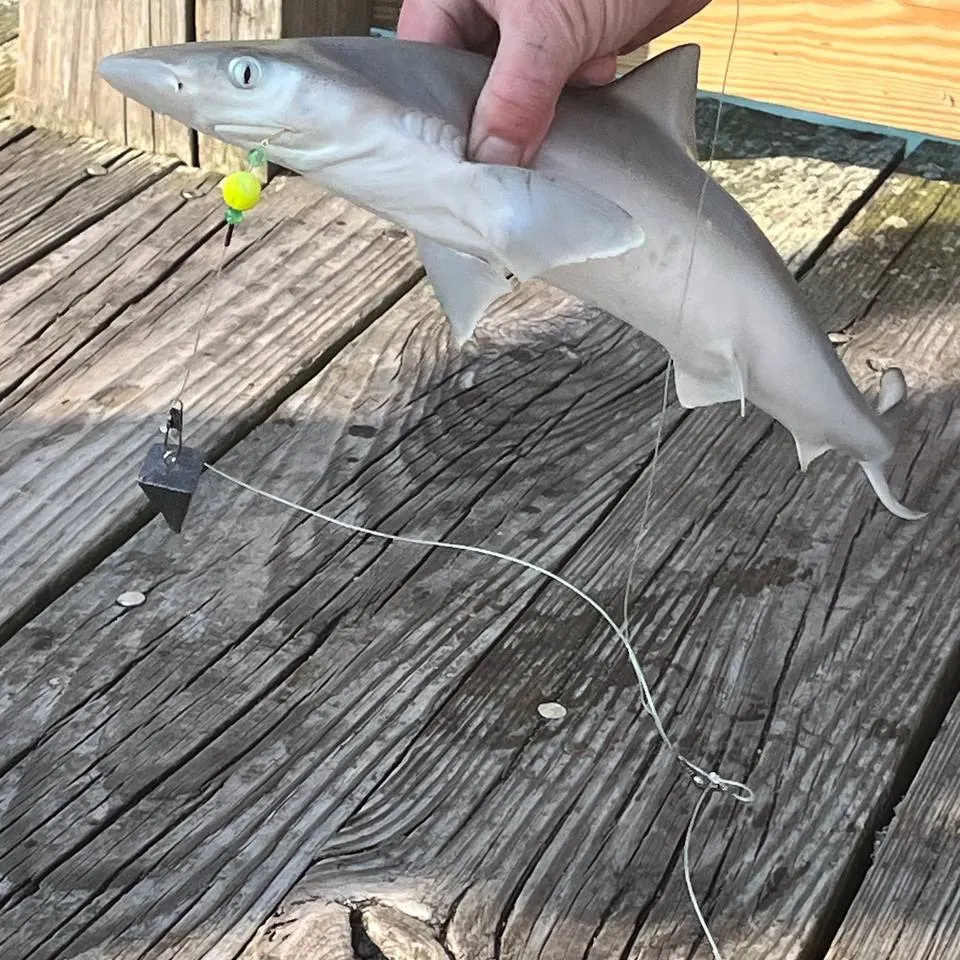 The most recent Shortnose spurdog catches on Fishbrain
