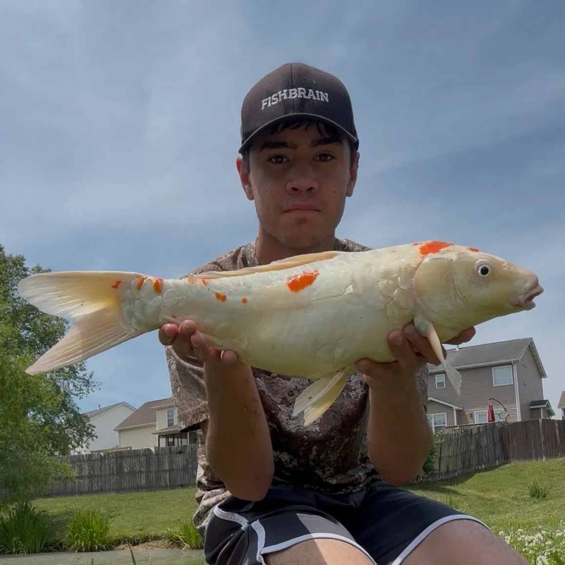 The most recent Koi carp catches on Fishbrain