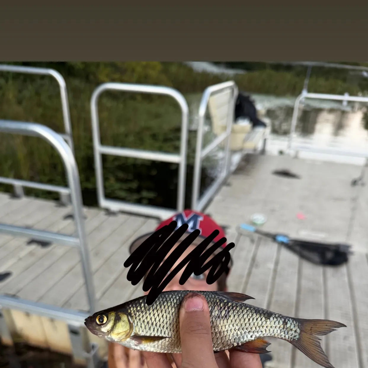 Golden shiner caught on Fishbrain