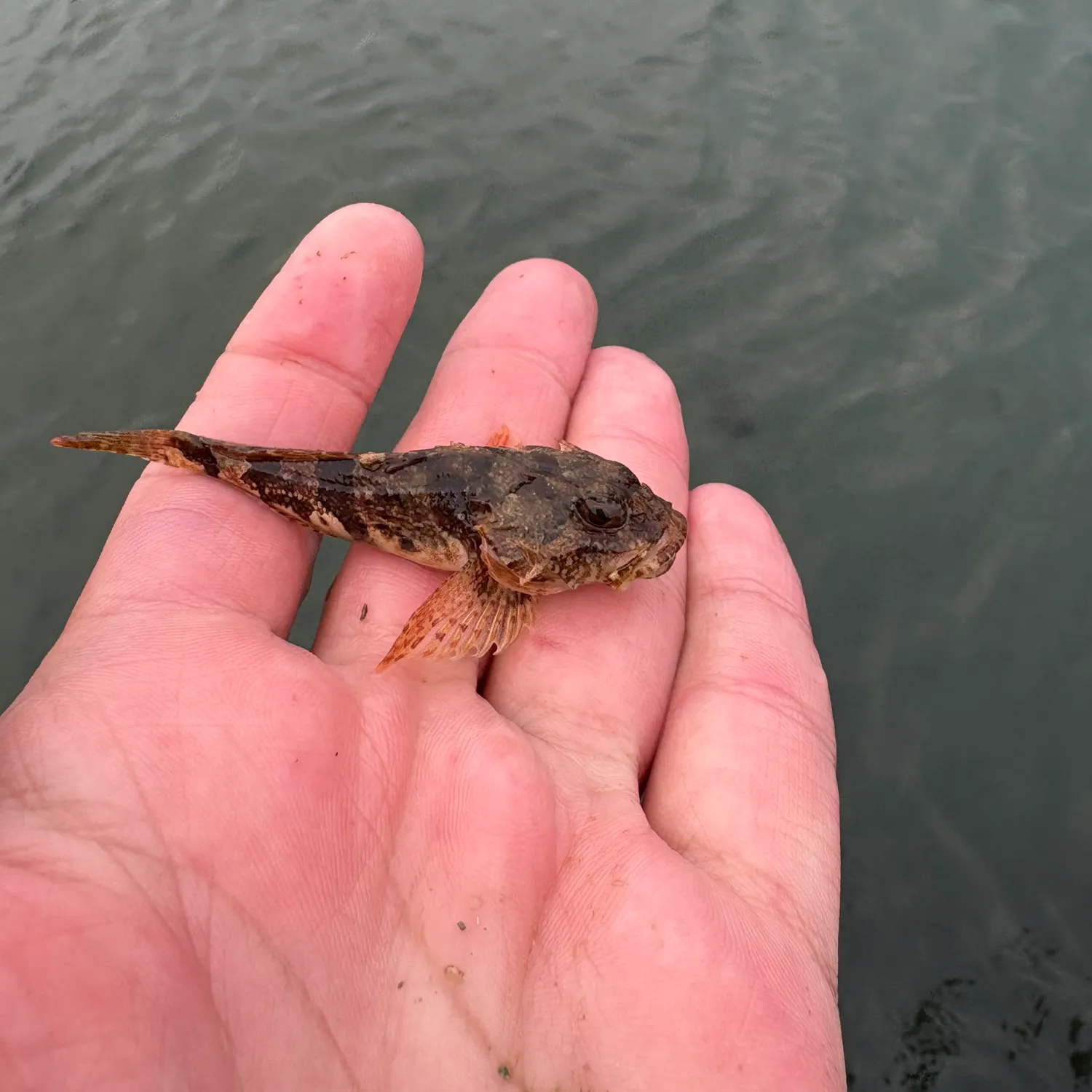 The most recent Grubby sculpin catches on Fishbrain