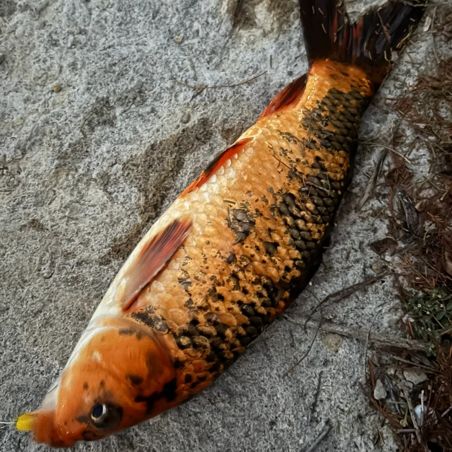 Koi carp caught on Fishbrain