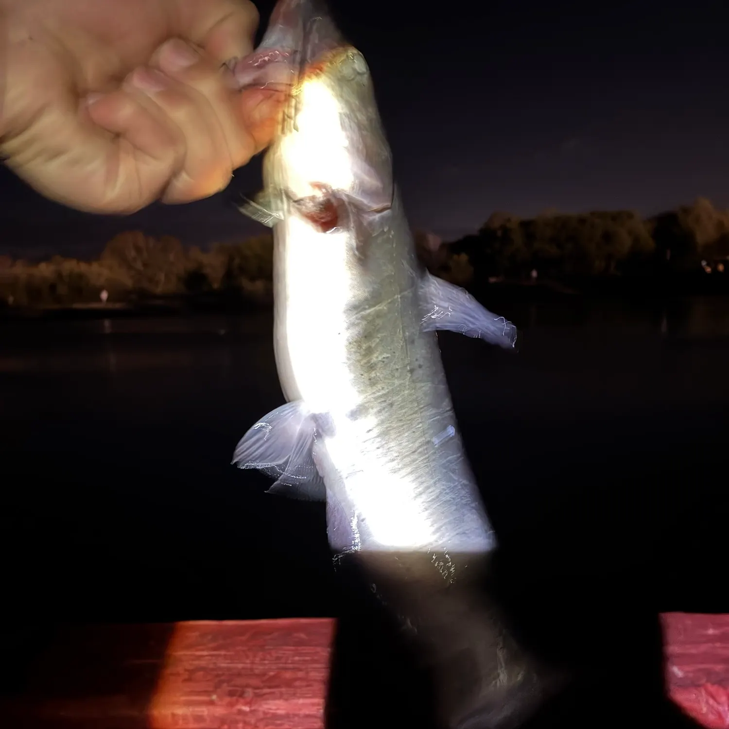 Channel catfish caught on Fishbrain