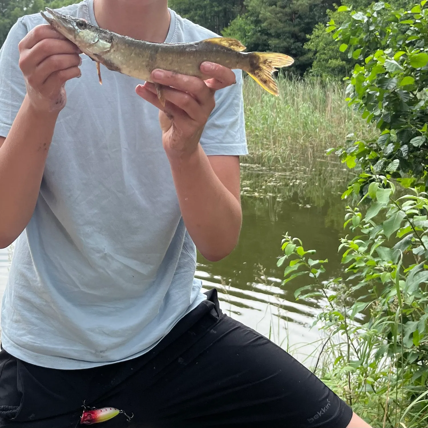 Northern pike caught on Fishbrain