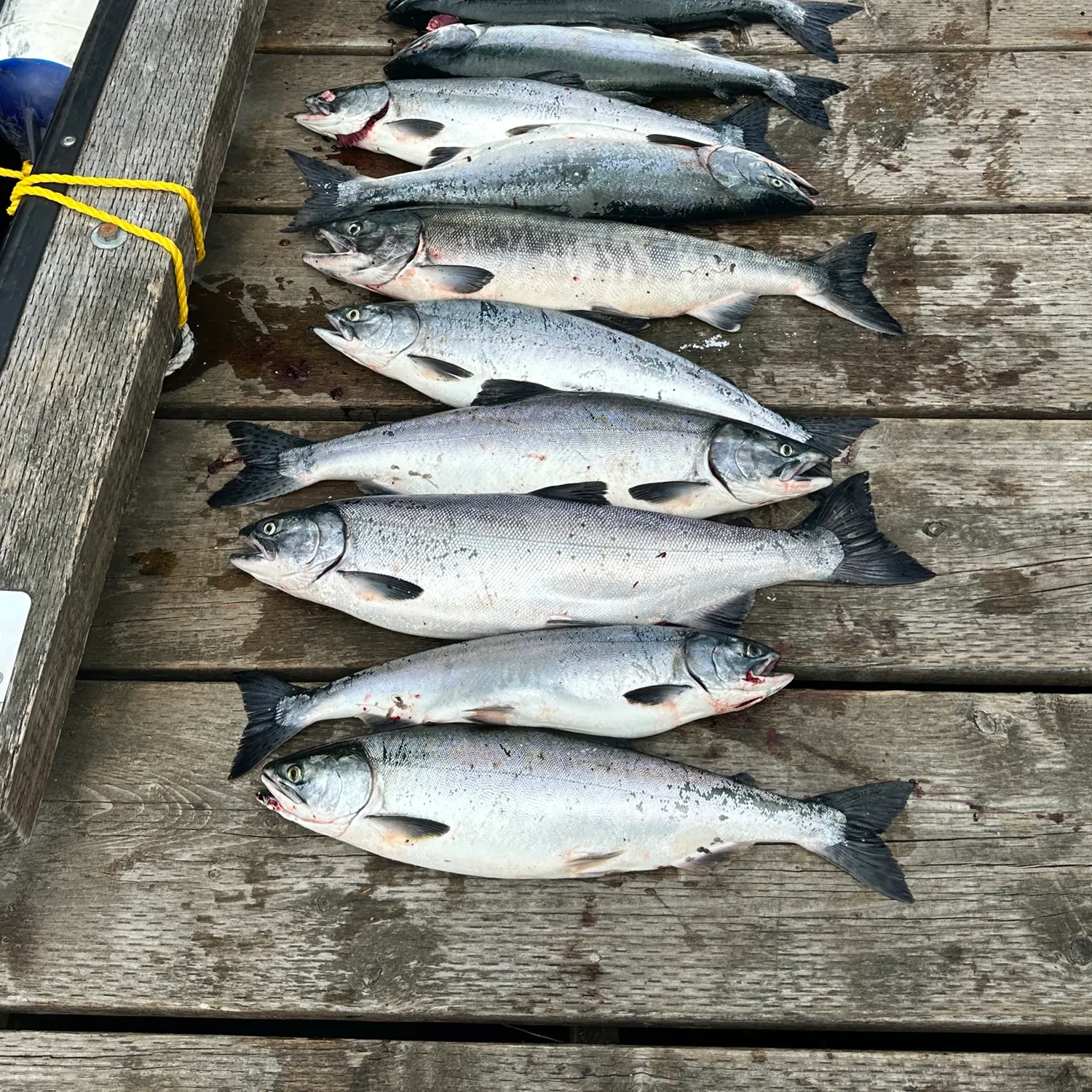 recently logged catches