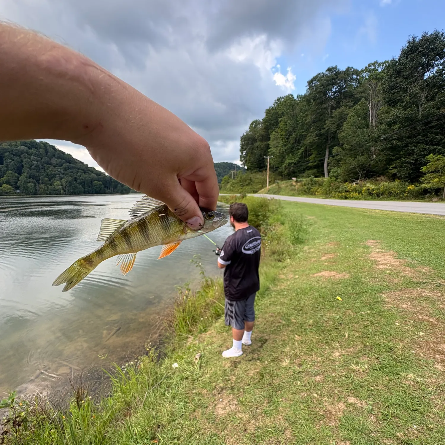 Yellow perch caught on Fishbrain